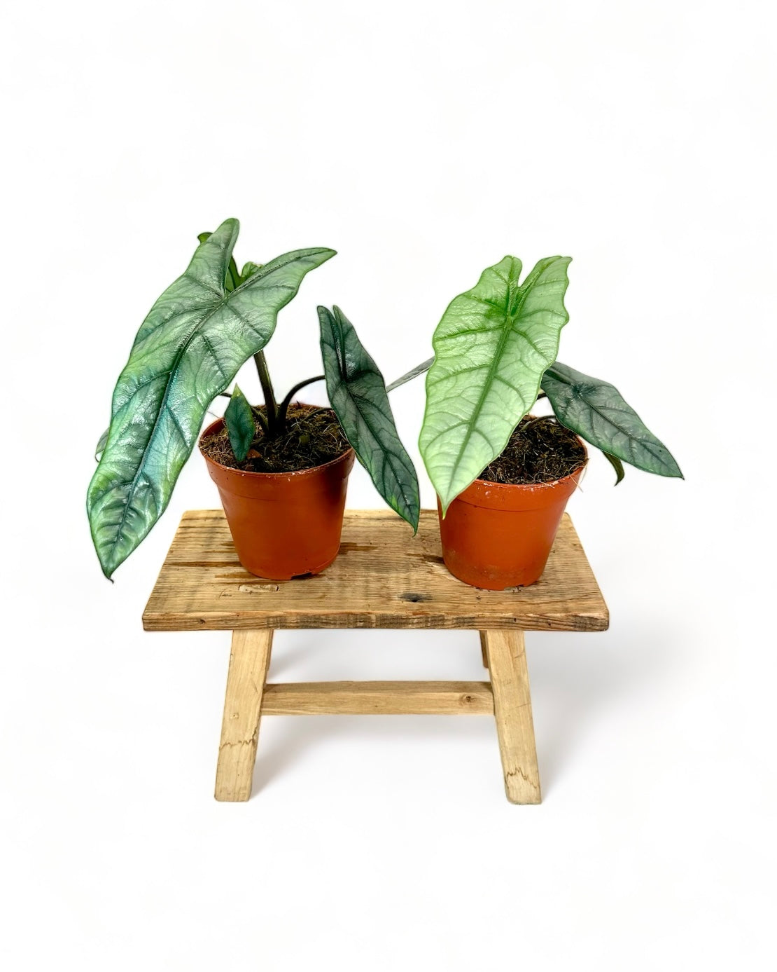 Alocasia Heterophylla Dragon's Breath