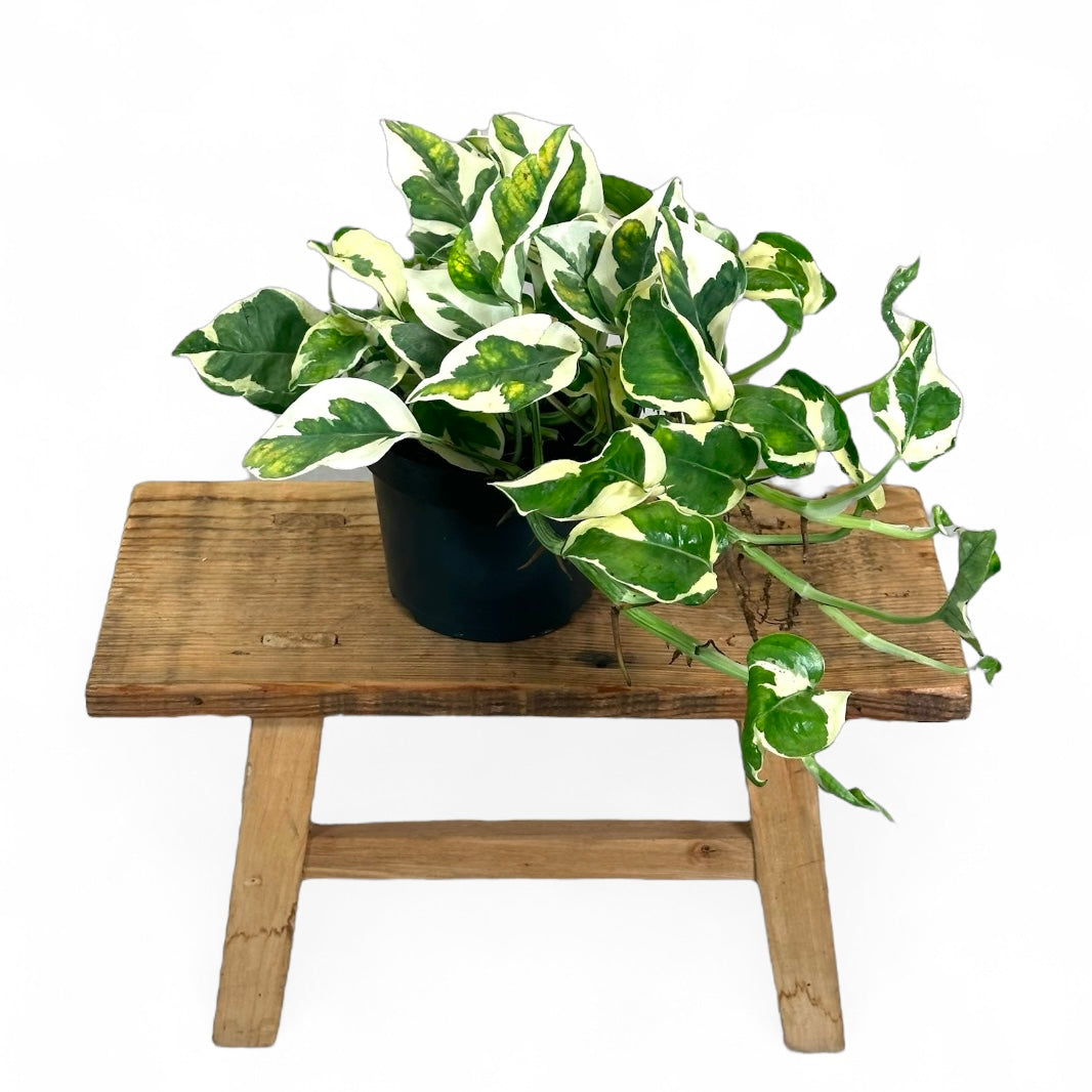 Epipremnum N’Joy