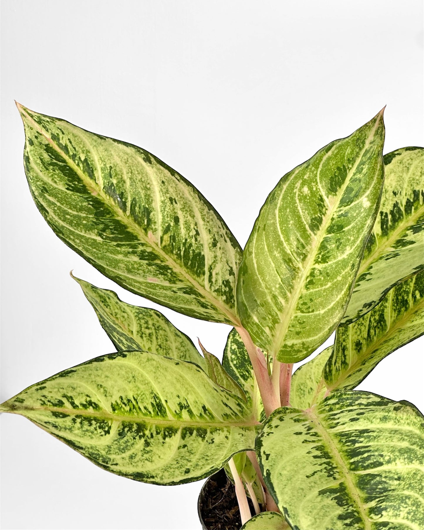 Aglaonema Chartreuse Pretty