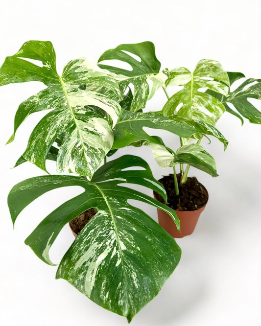 Monstera Borsigiana variegata