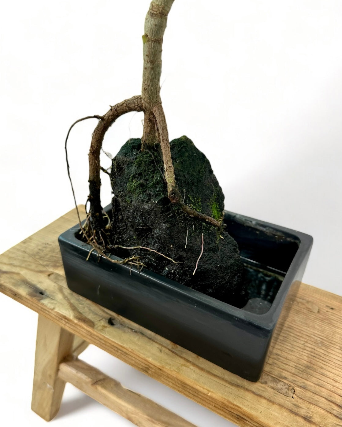 Schefflera sur pierre de lave