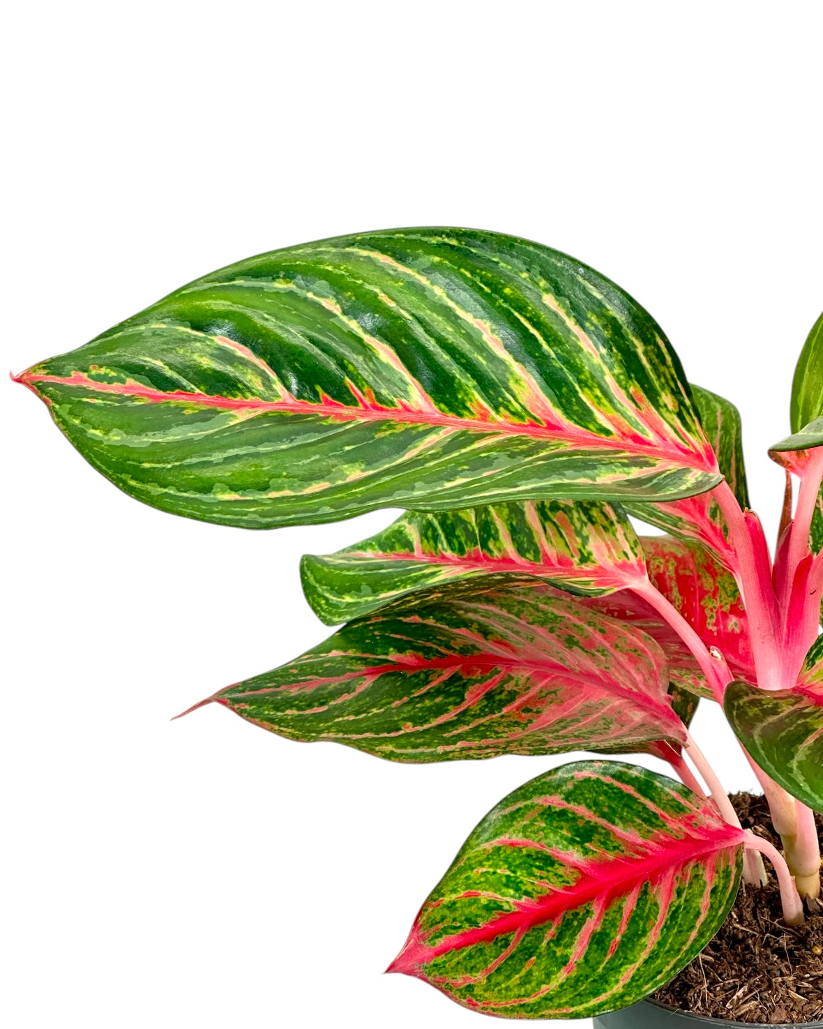 Aglaonema Olive Red