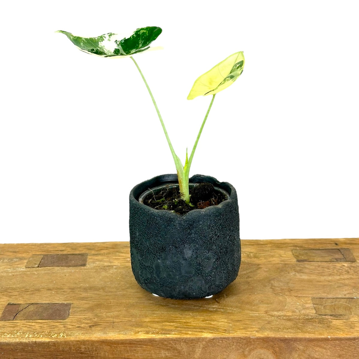 Cache-pot ''Lune'' noir Ø6.5 cm