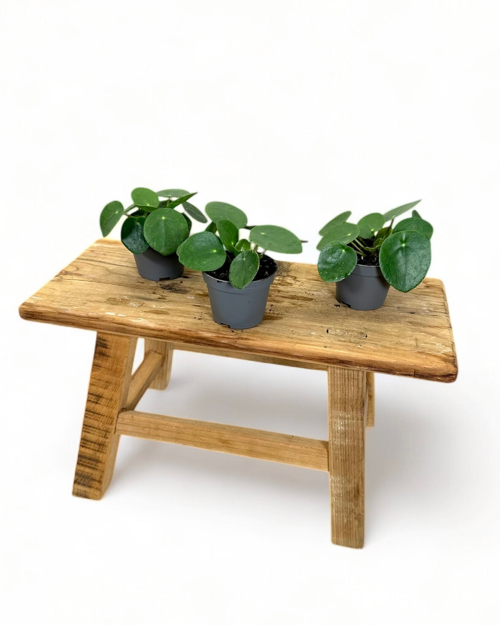 Pilea Peperomioides - Baby plant