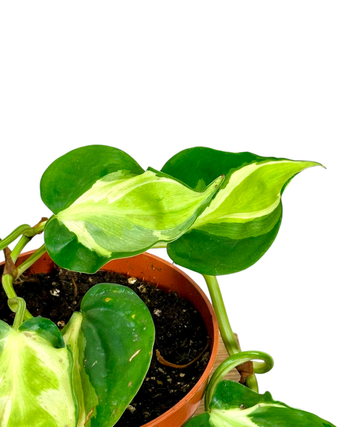 Philodendron Cream Splash