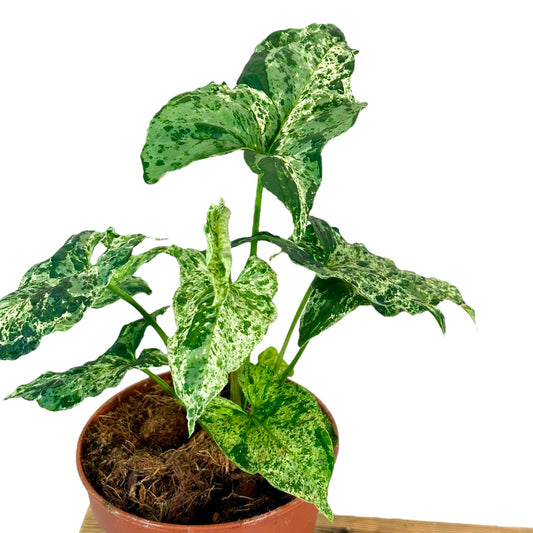 Syngonium Mottled Mojito