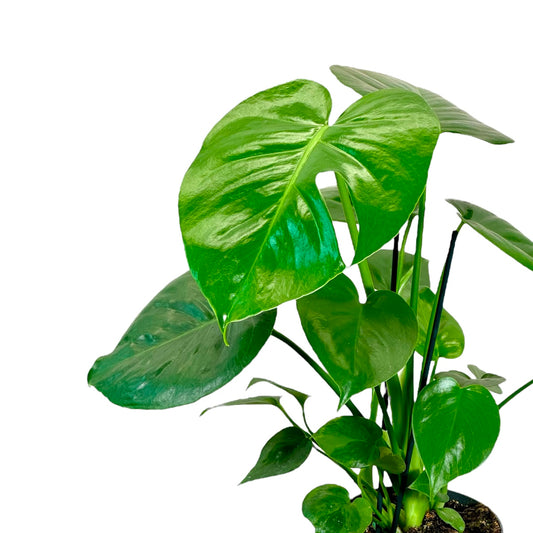 Monstera Deliciosa