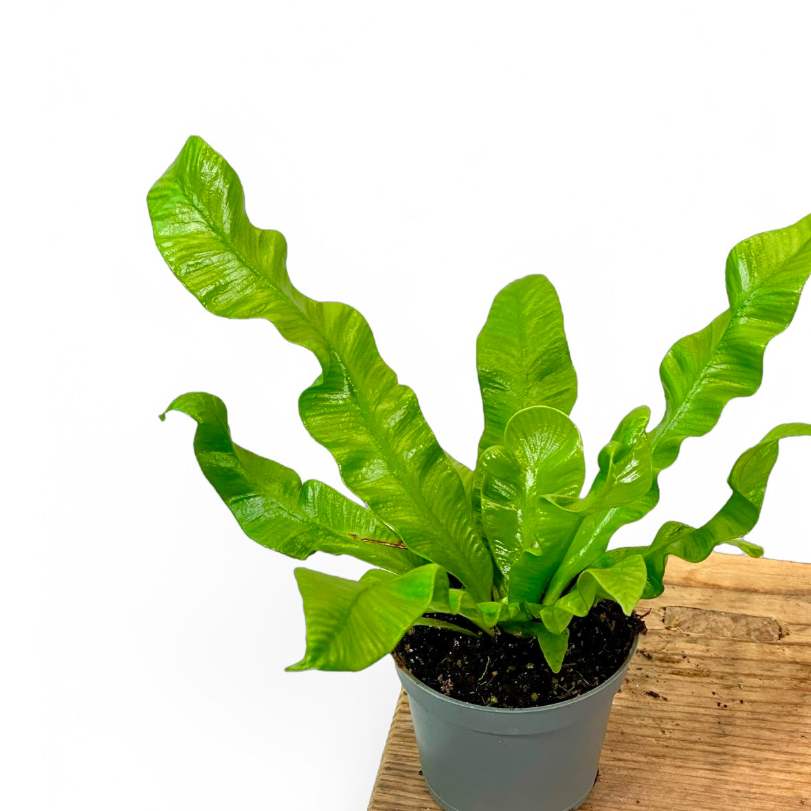 Asplenium Crispy Wave - Baby plant