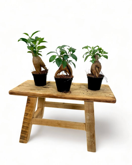 Ficus Ginseng 'Bonsaï' - Baby plant