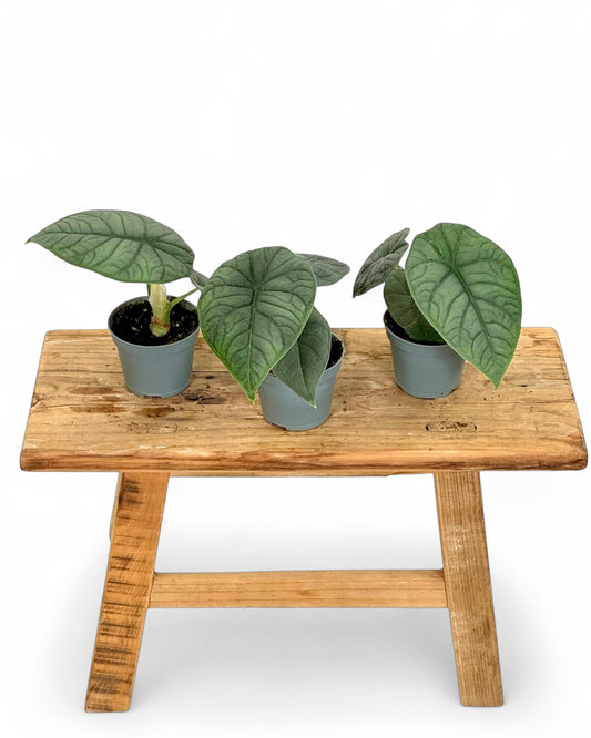 Alocasia Melo - Baby plant