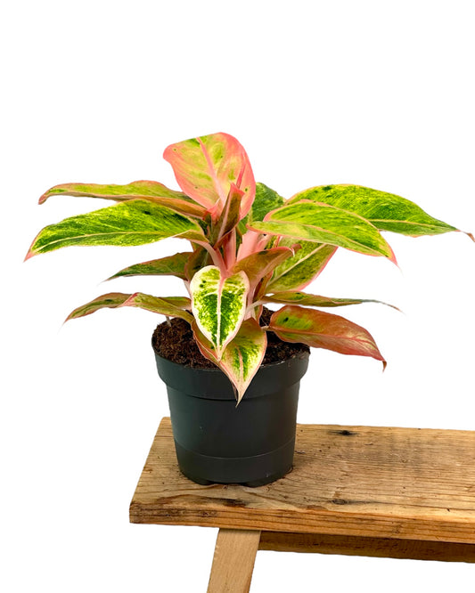 Aglaonema Salmon Fantasy