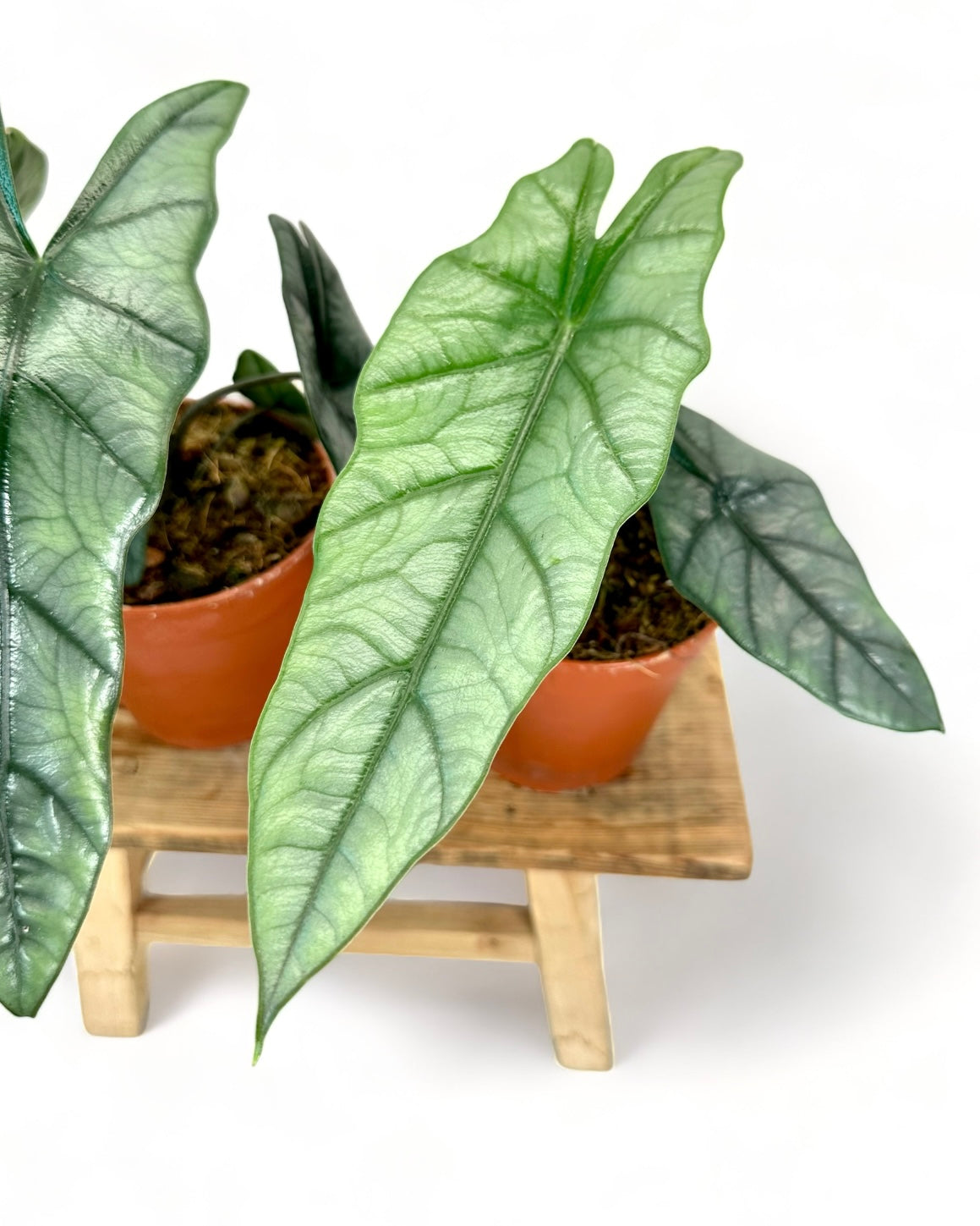 Alocasia Heterophylla Dragon's Breath