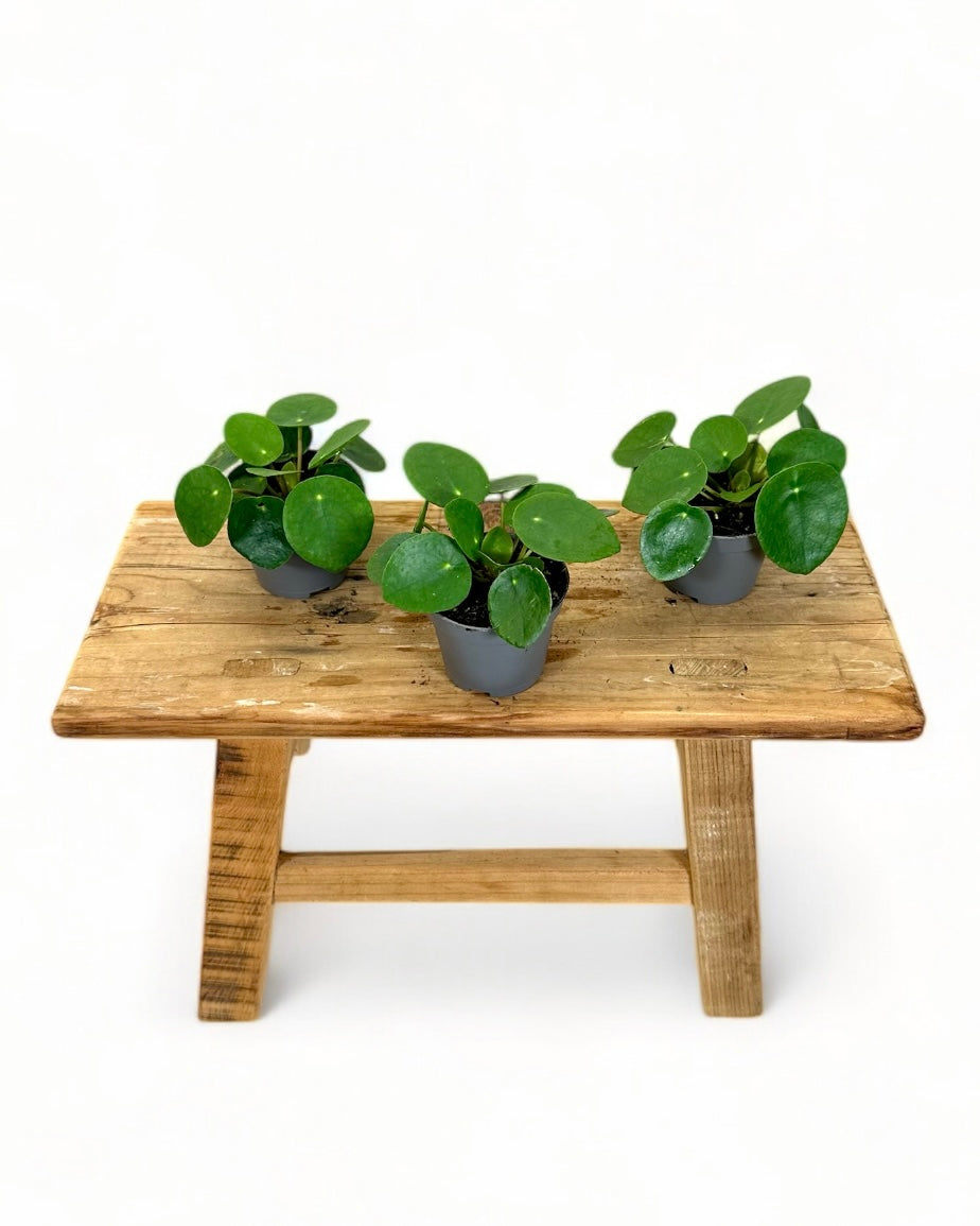 Pilea Peperomioides - Baby plant