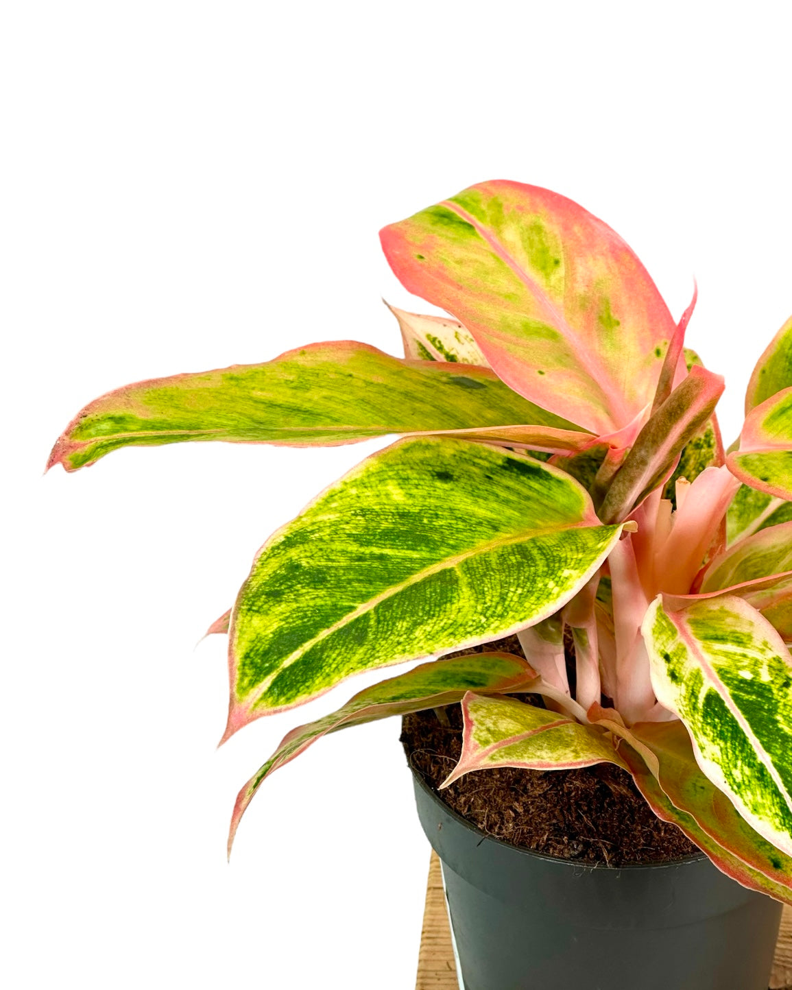 Aglaonema Salmon Fantasy