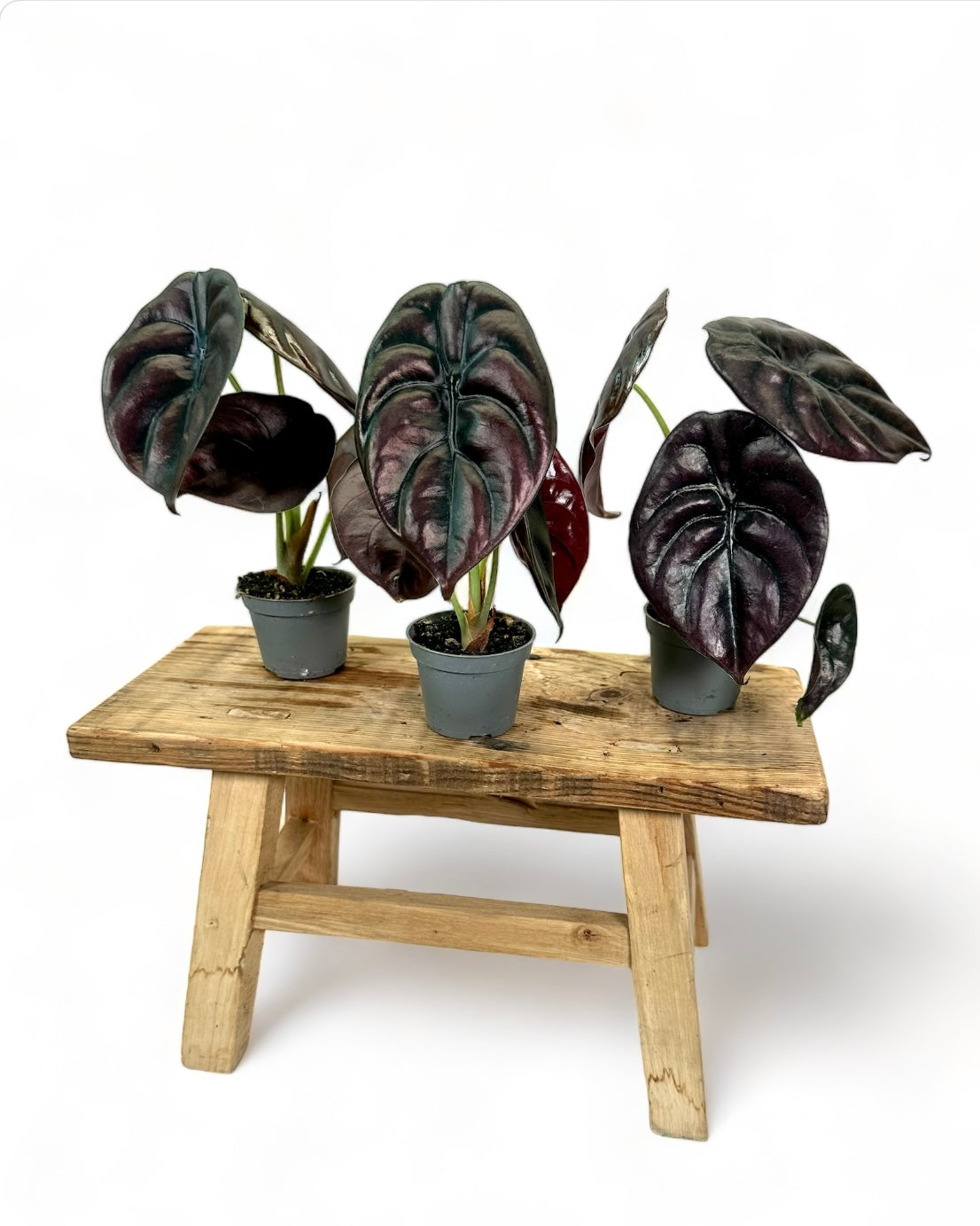 Alocasia Cuprea Red Secret - Baby plant