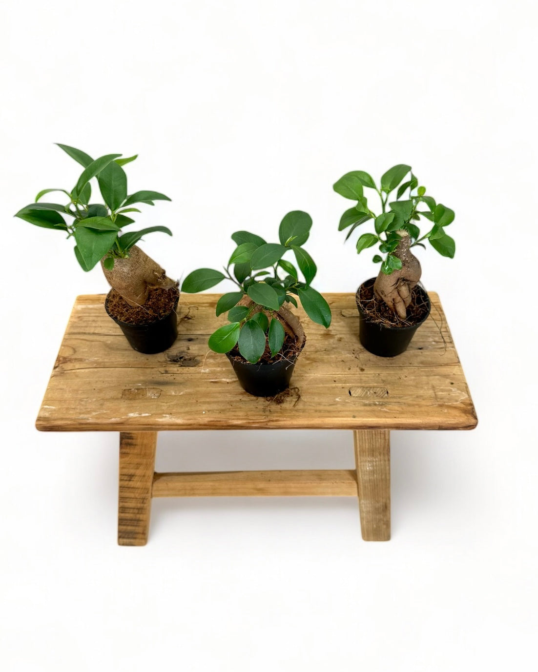 Ficus Ginseng 'Bonsaï' - Baby plant