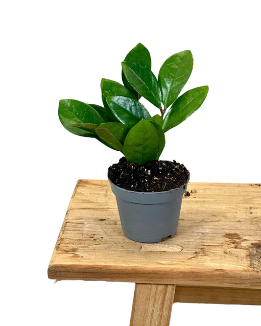 Zamioculcas Zamiafolia - Baby plant