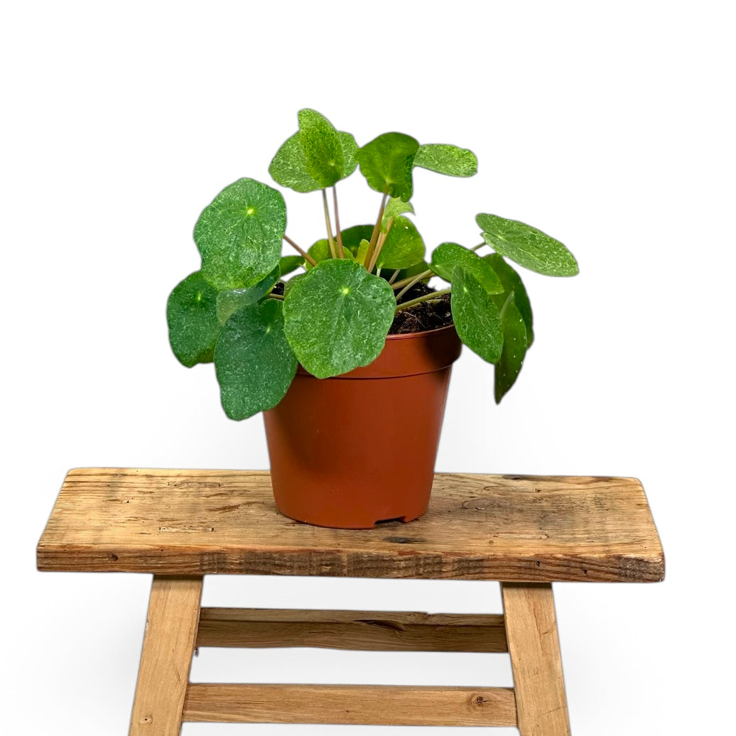 Pilea Peperomioides Sugar