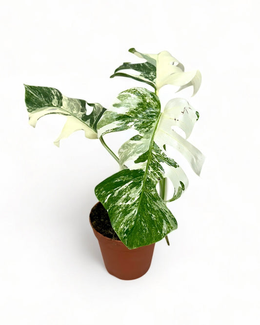 Monstera Deliciosa variegata - Extra white 1002