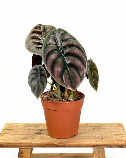 Alocasia Cuprea Red Secret