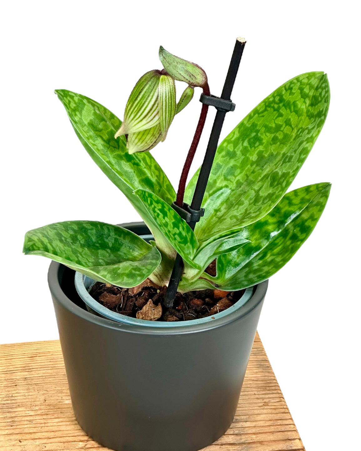 Paphiopedilum Sukhakulii