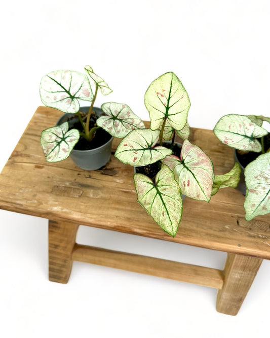 Caladium Strawberry Star - Baby plant