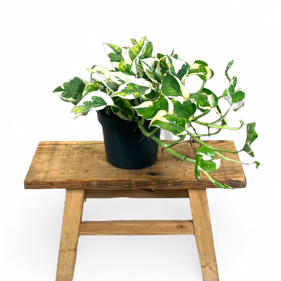 Epipremnum N’Joy