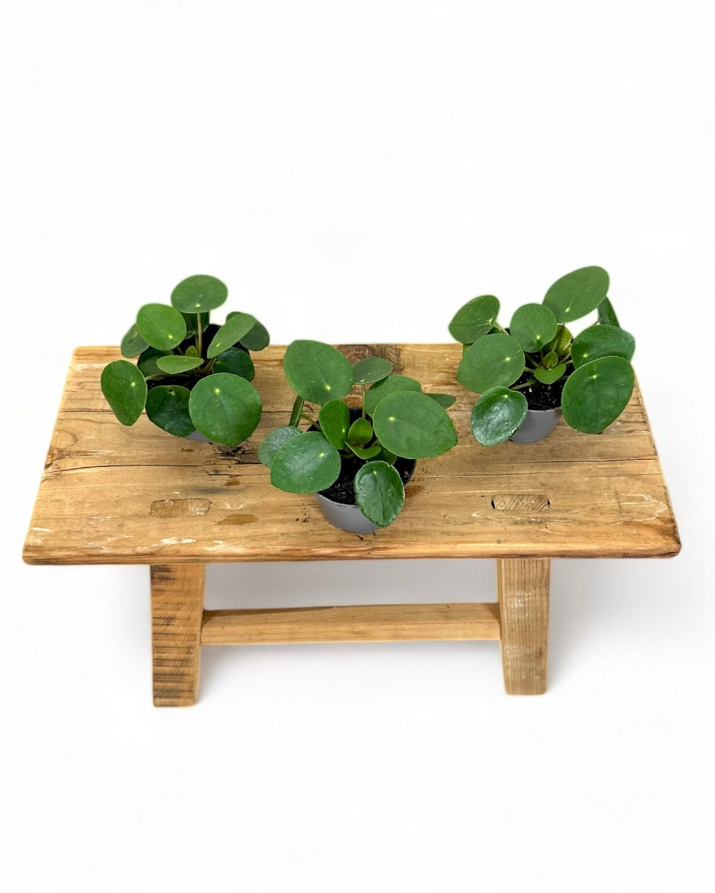 Pilea Peperomioides - Baby plant