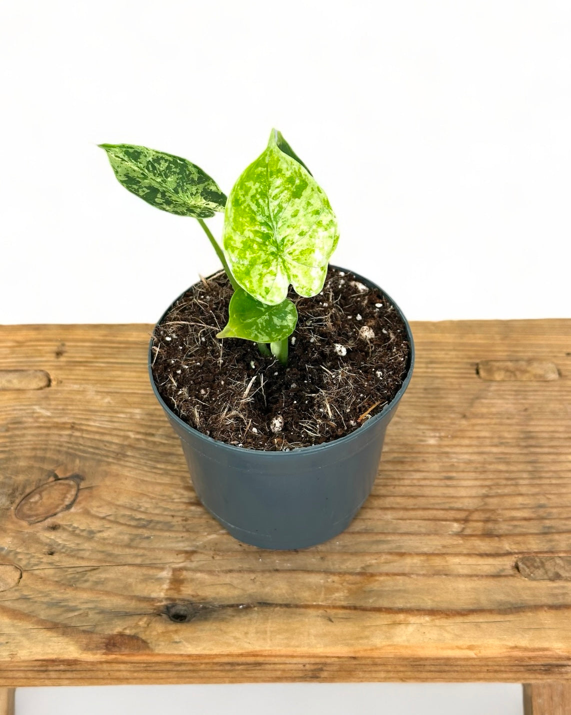 Alocasia Dragon Scale variegata