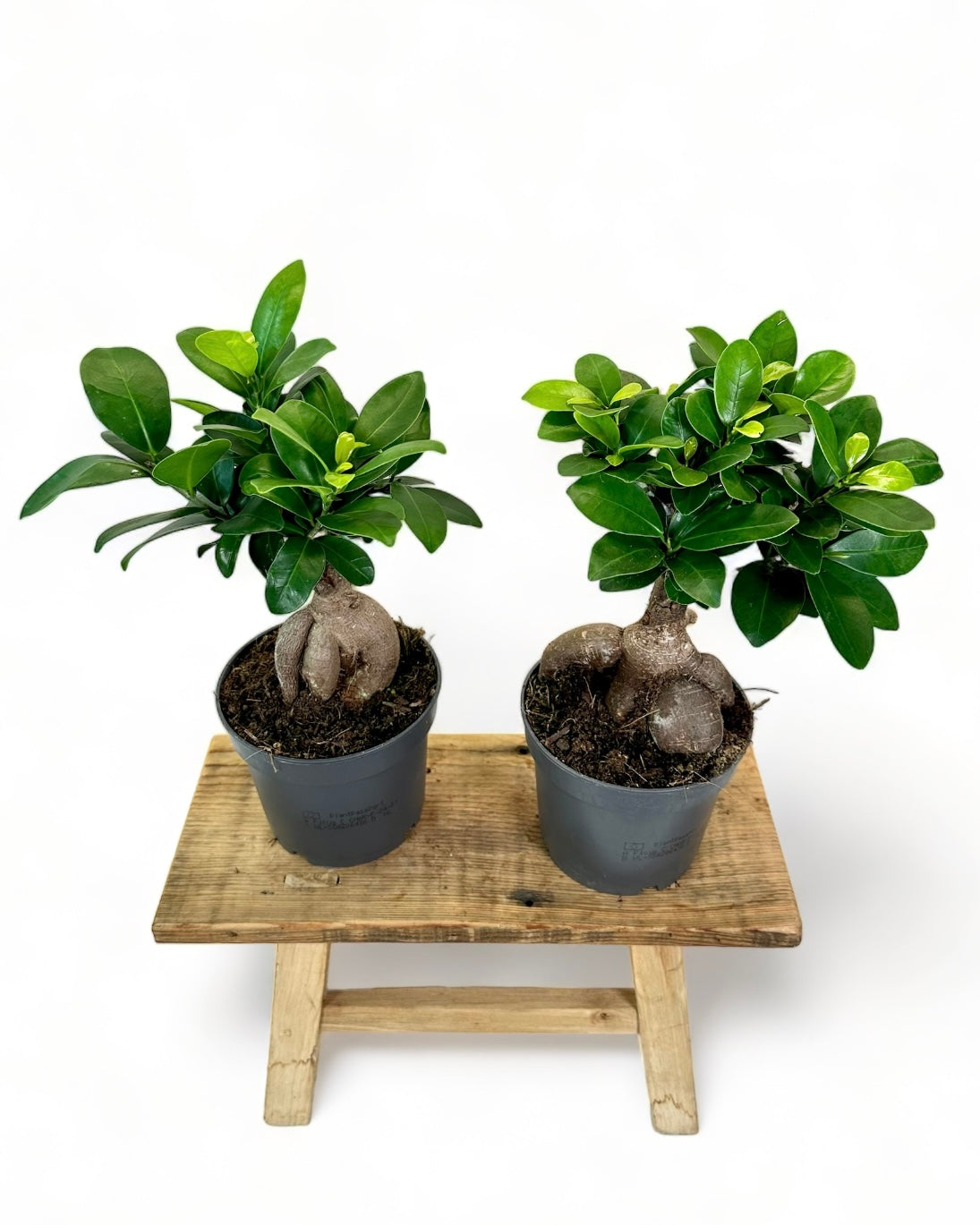 Ficus Ginseng ''Bonsaï''
