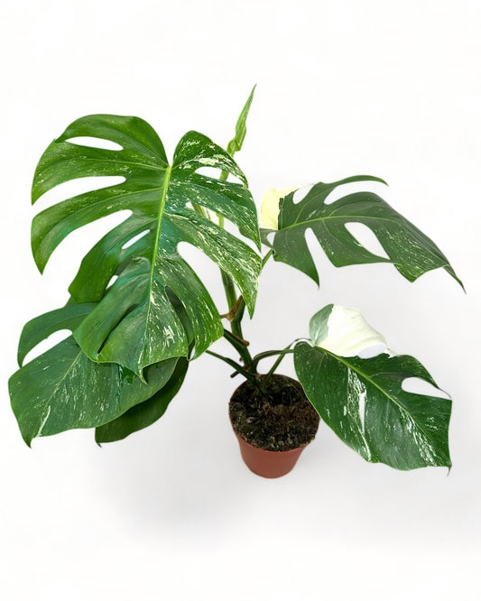 Monstera Deliciosa variegata - 0904