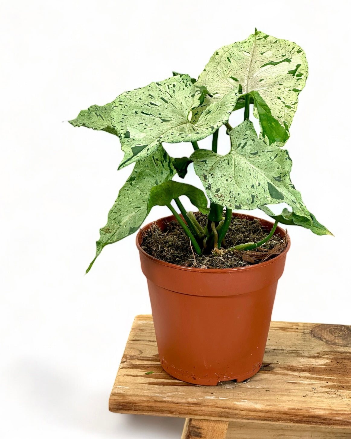 Syngonium Green Splash 'Grey Ghost'