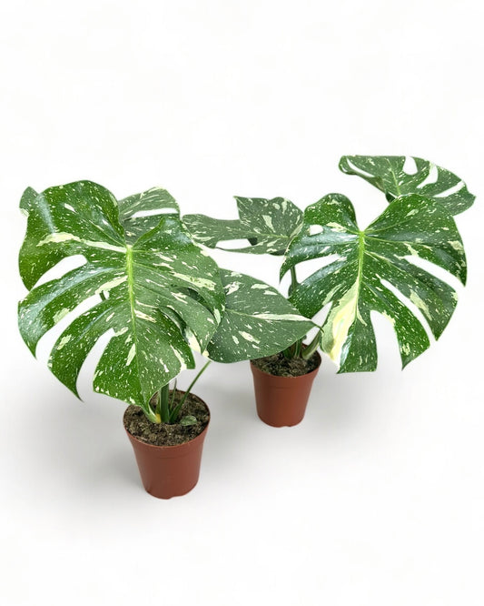 Monstera Thai Constellation