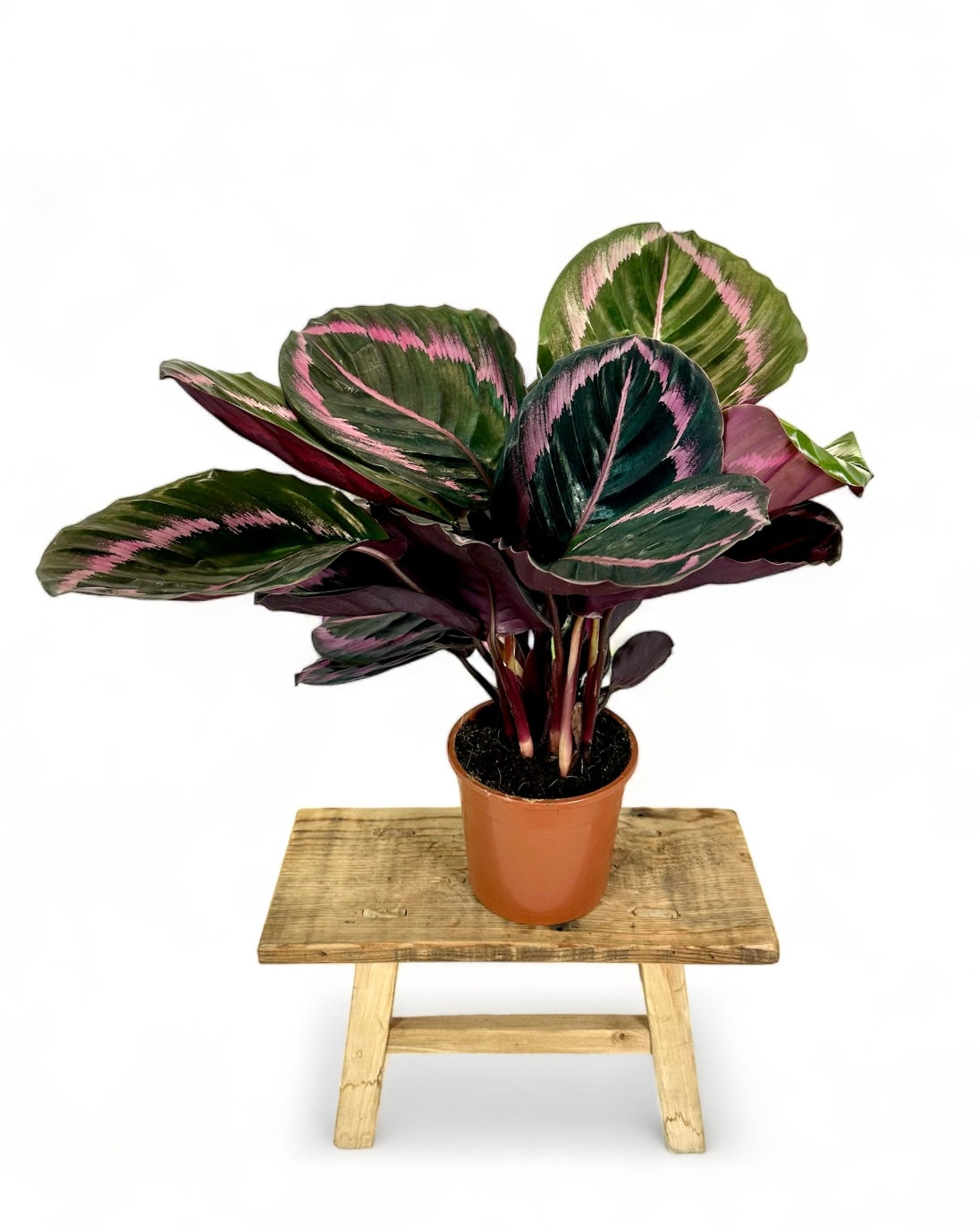 Calathea Surprise Star