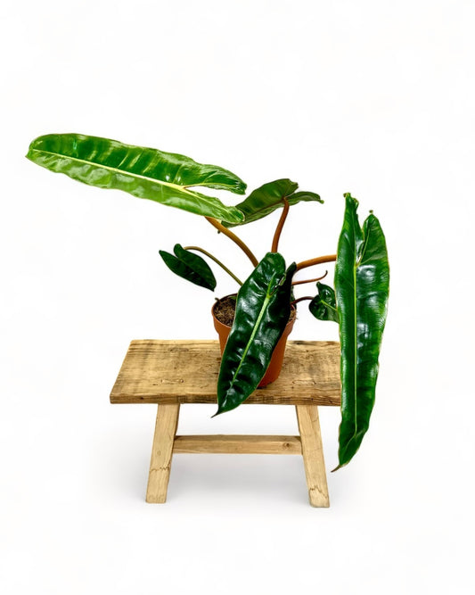 Philodendron Billietiae