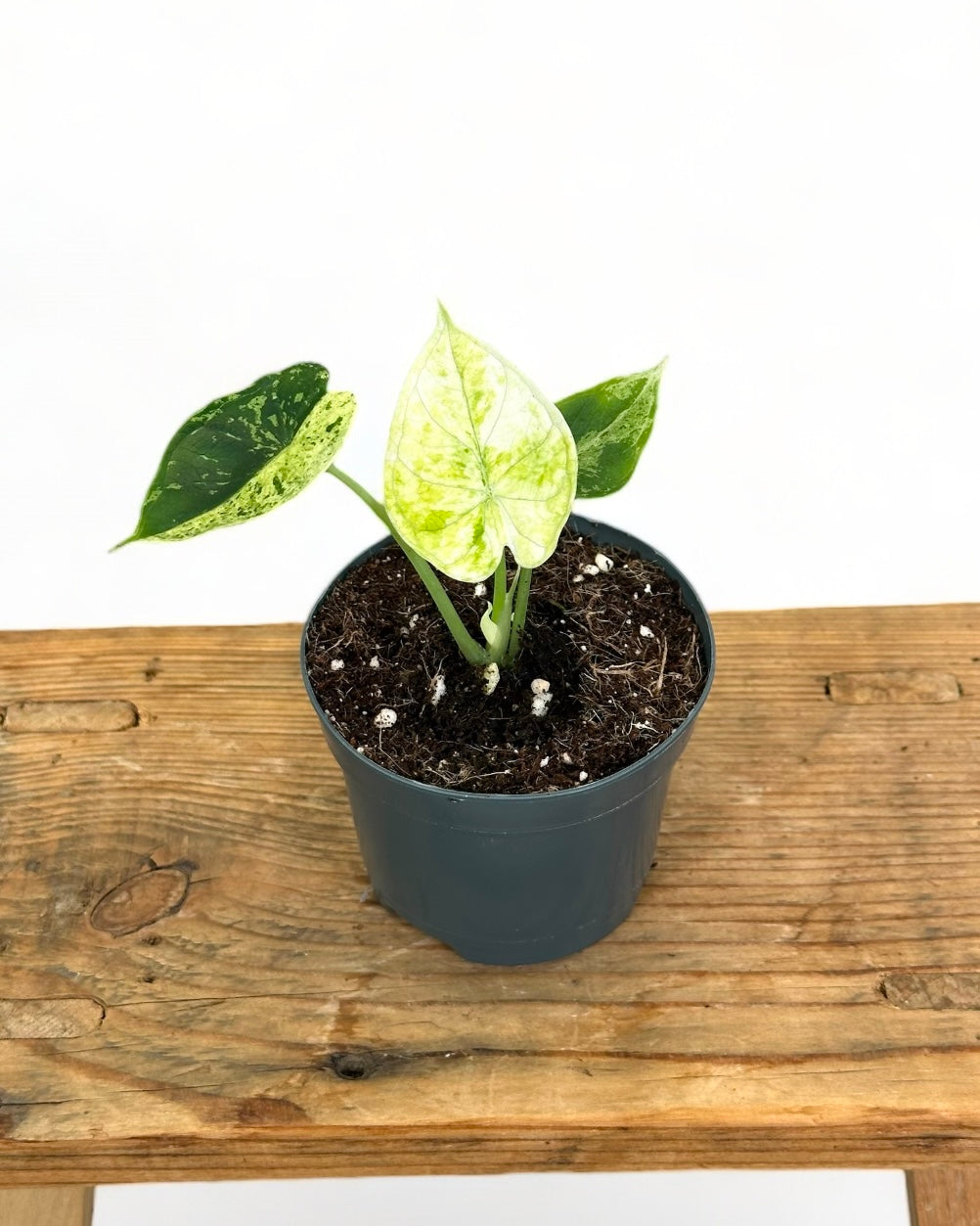 Alocasia Dragon Scale variegata