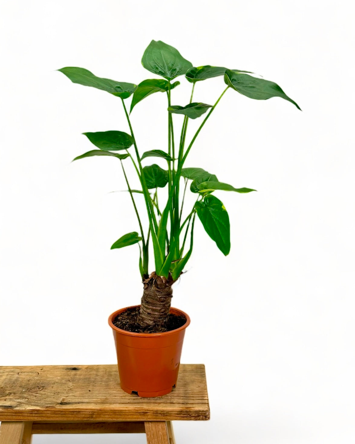 Alocasia Cucullata Flame