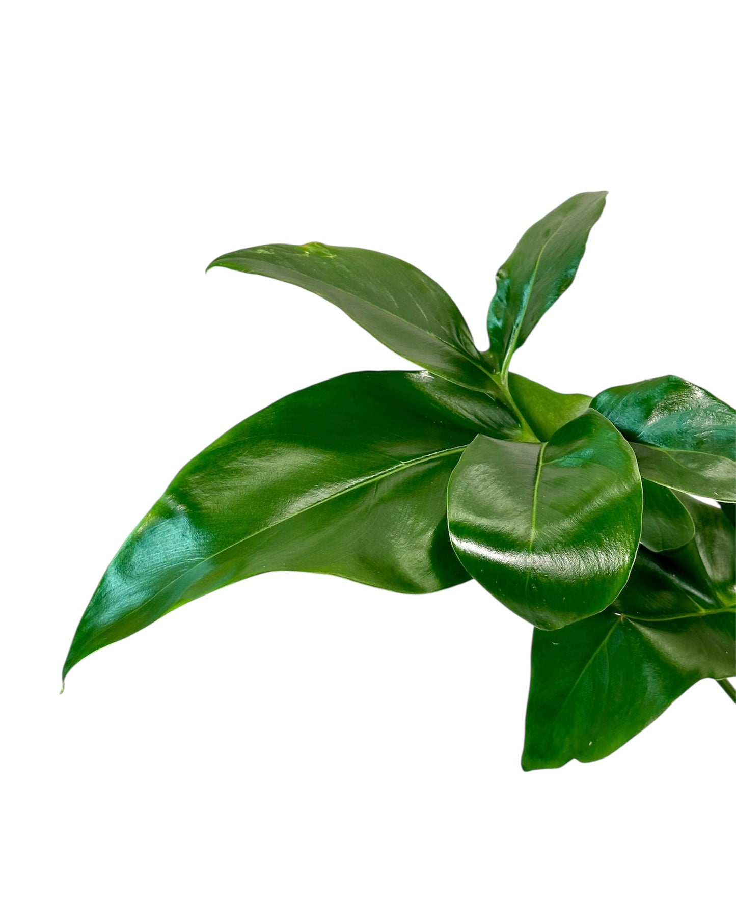Philodendron Goeldi 'Fun Bun' - Hauteur 80 cm