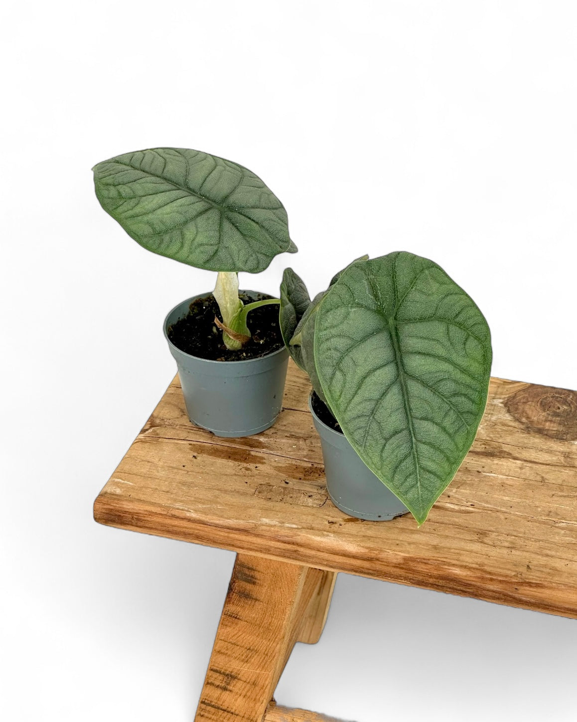 Alocasia Melo - Baby plant