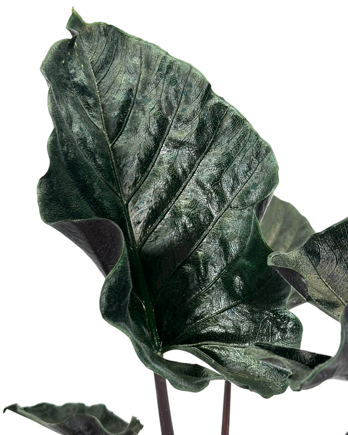 Alocasia Antoro Velvet