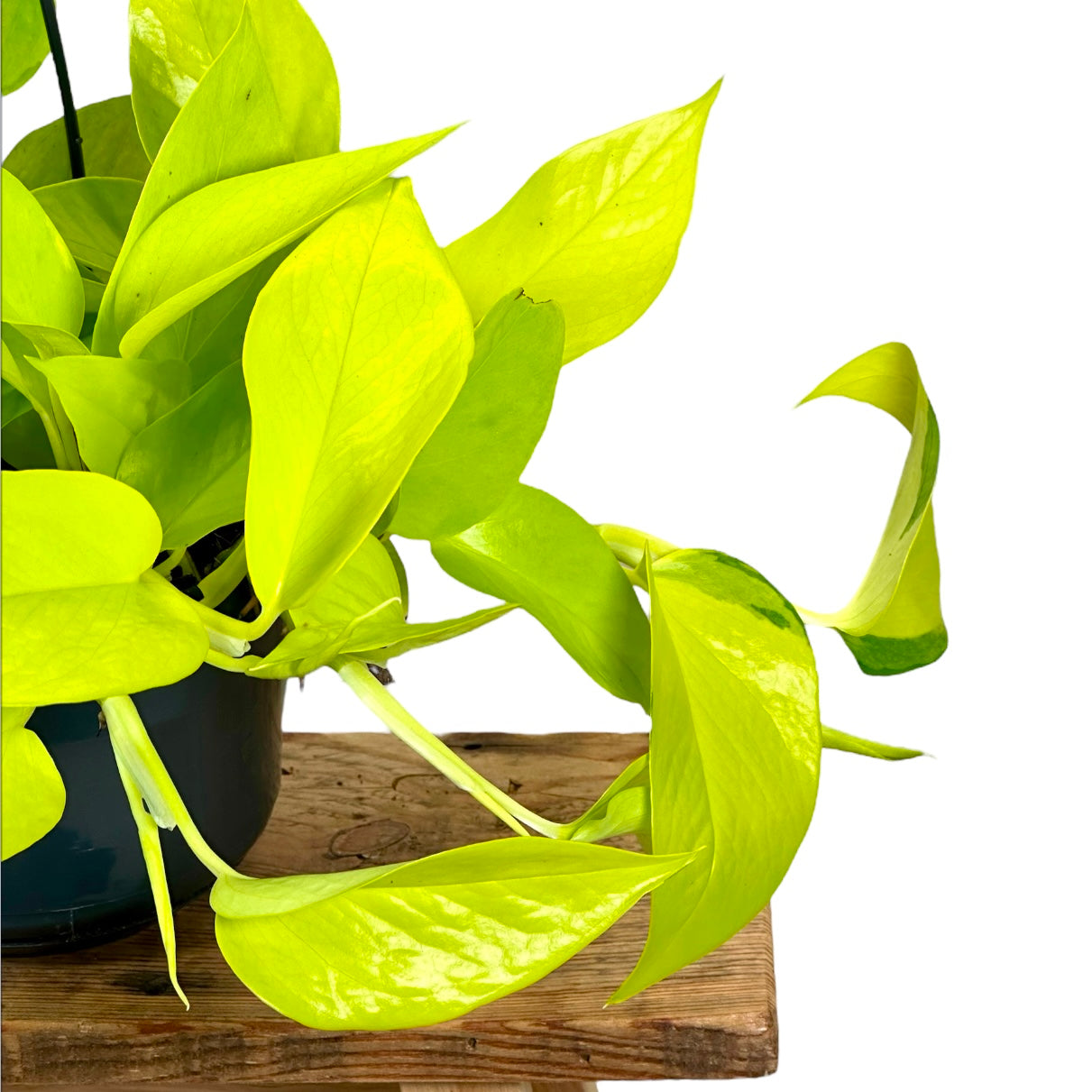 Pothos Neon - suspension