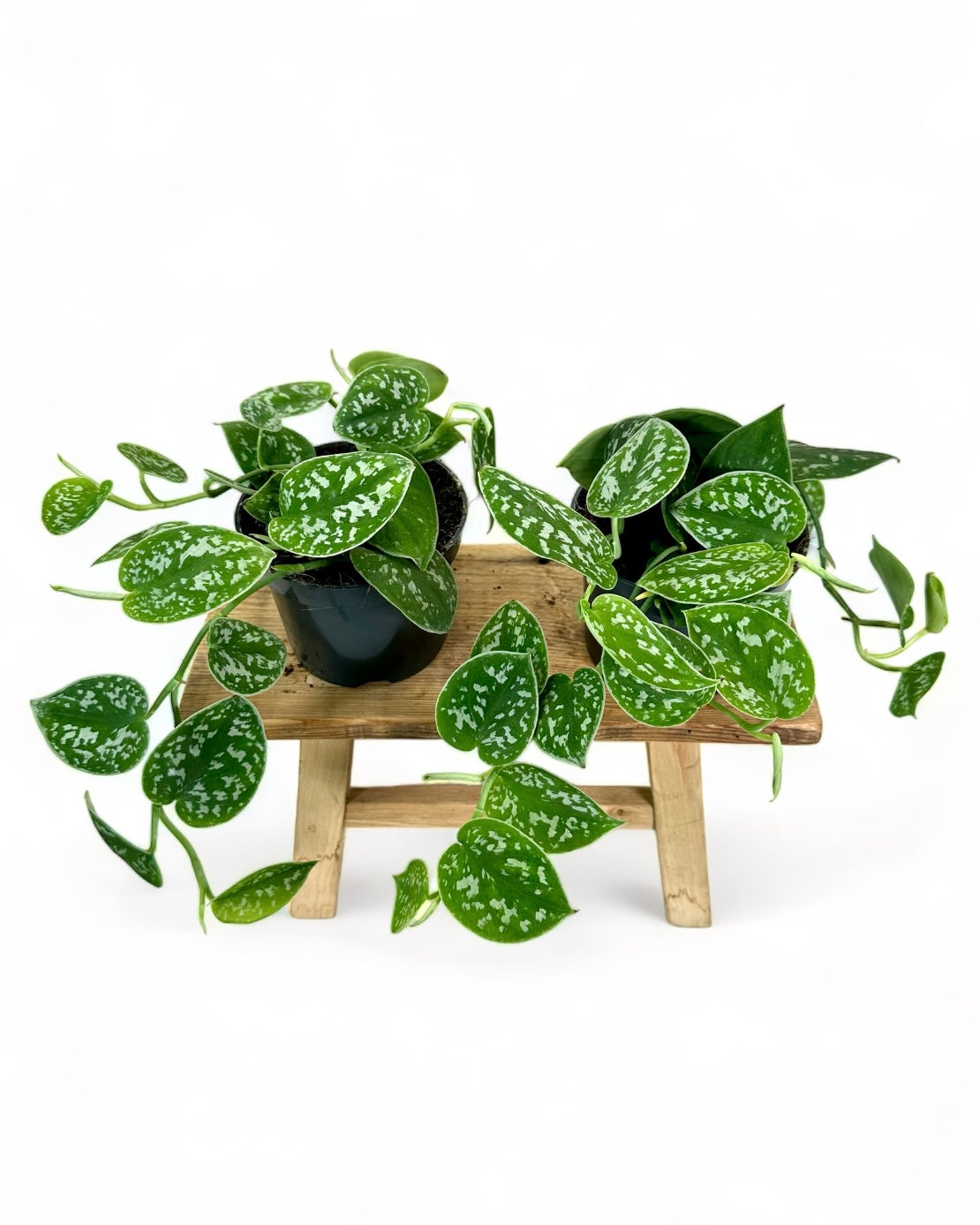 Scindapsus Pictus Argyraeus