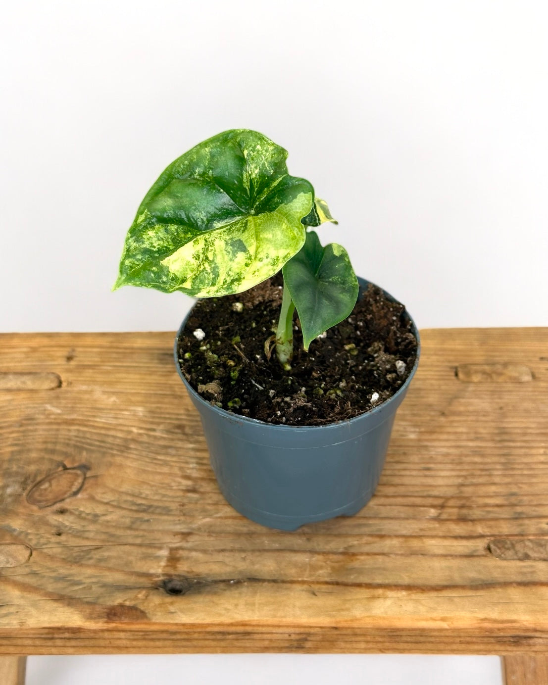 Alocasia Dragon Scale variegata