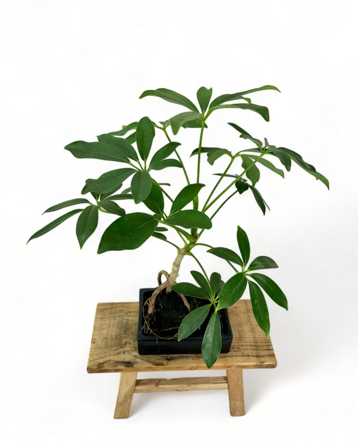 Schefflera sur pierre de lave