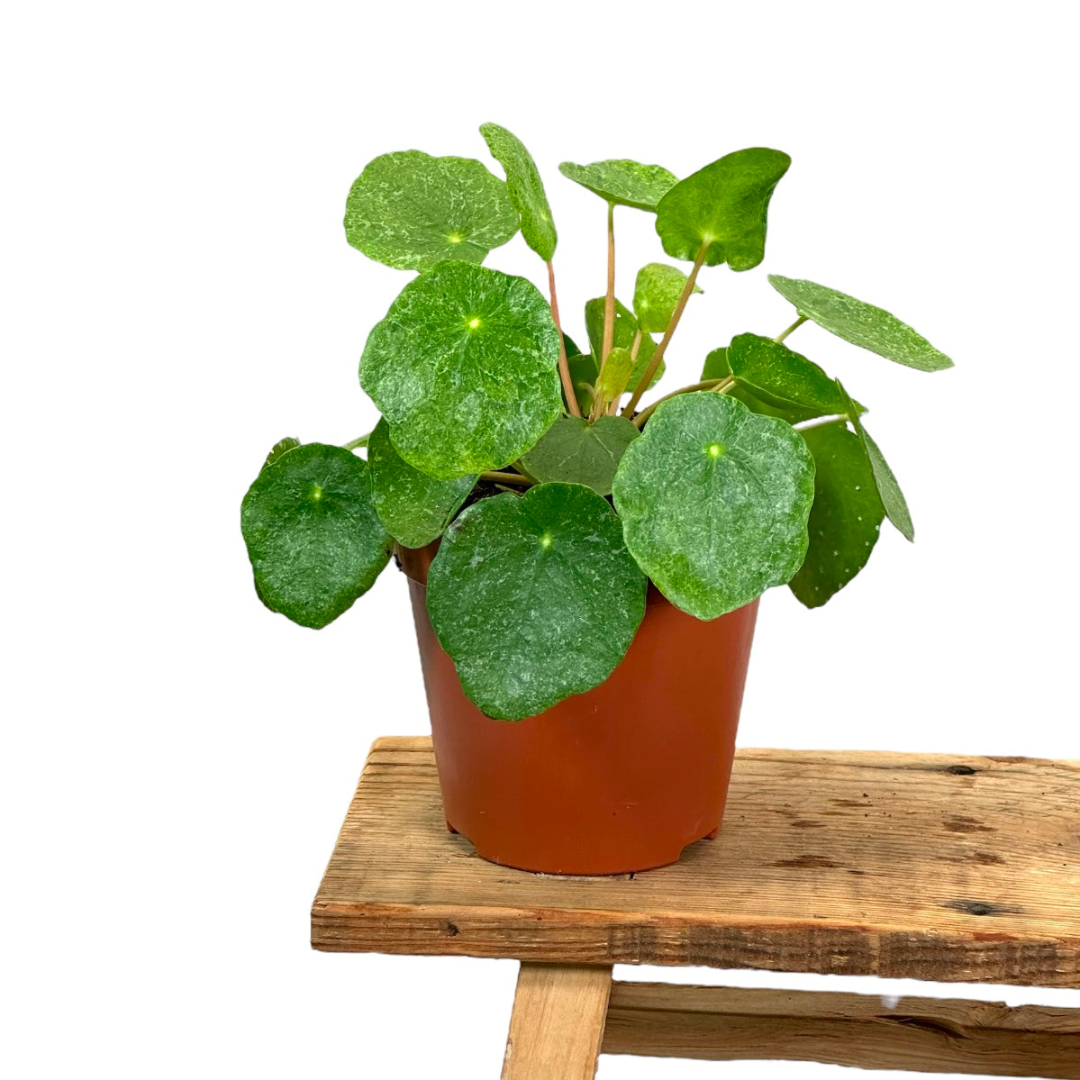 Pilea Peperomioides Sugar
