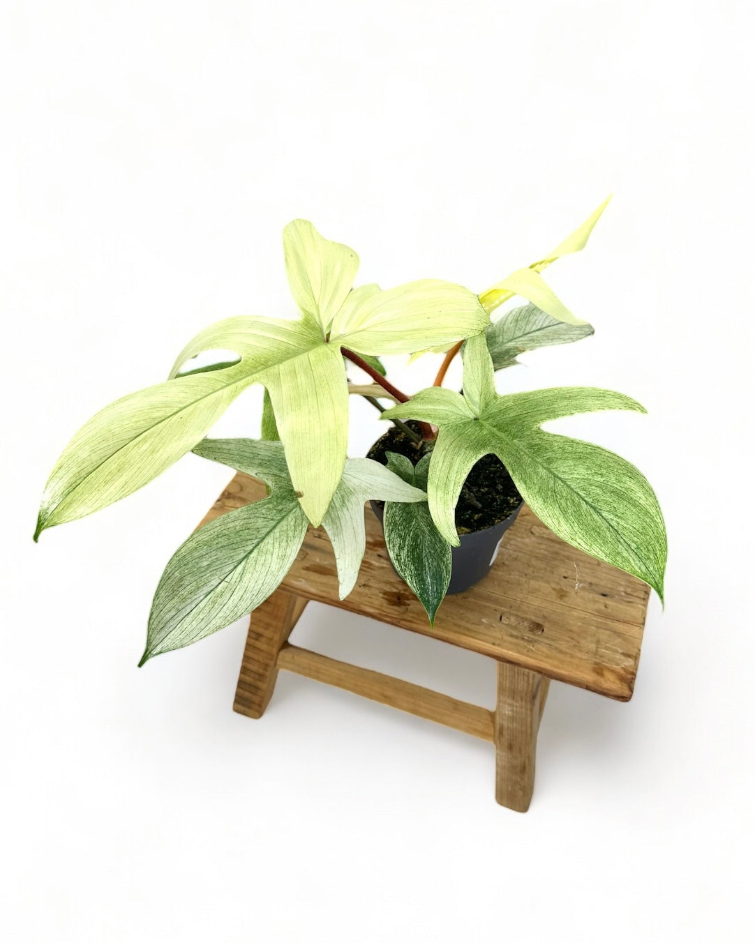 Philodendron Florida Ghost
