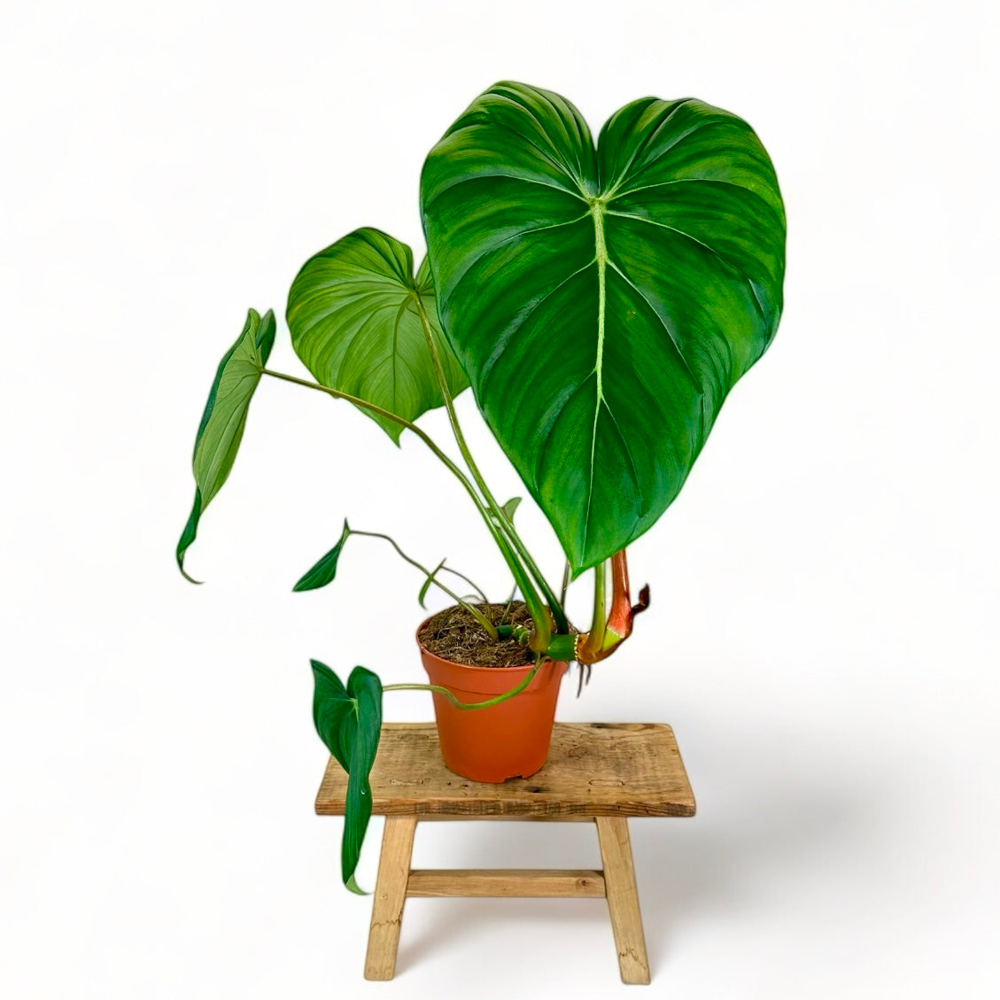 Philodendron Pastazanum