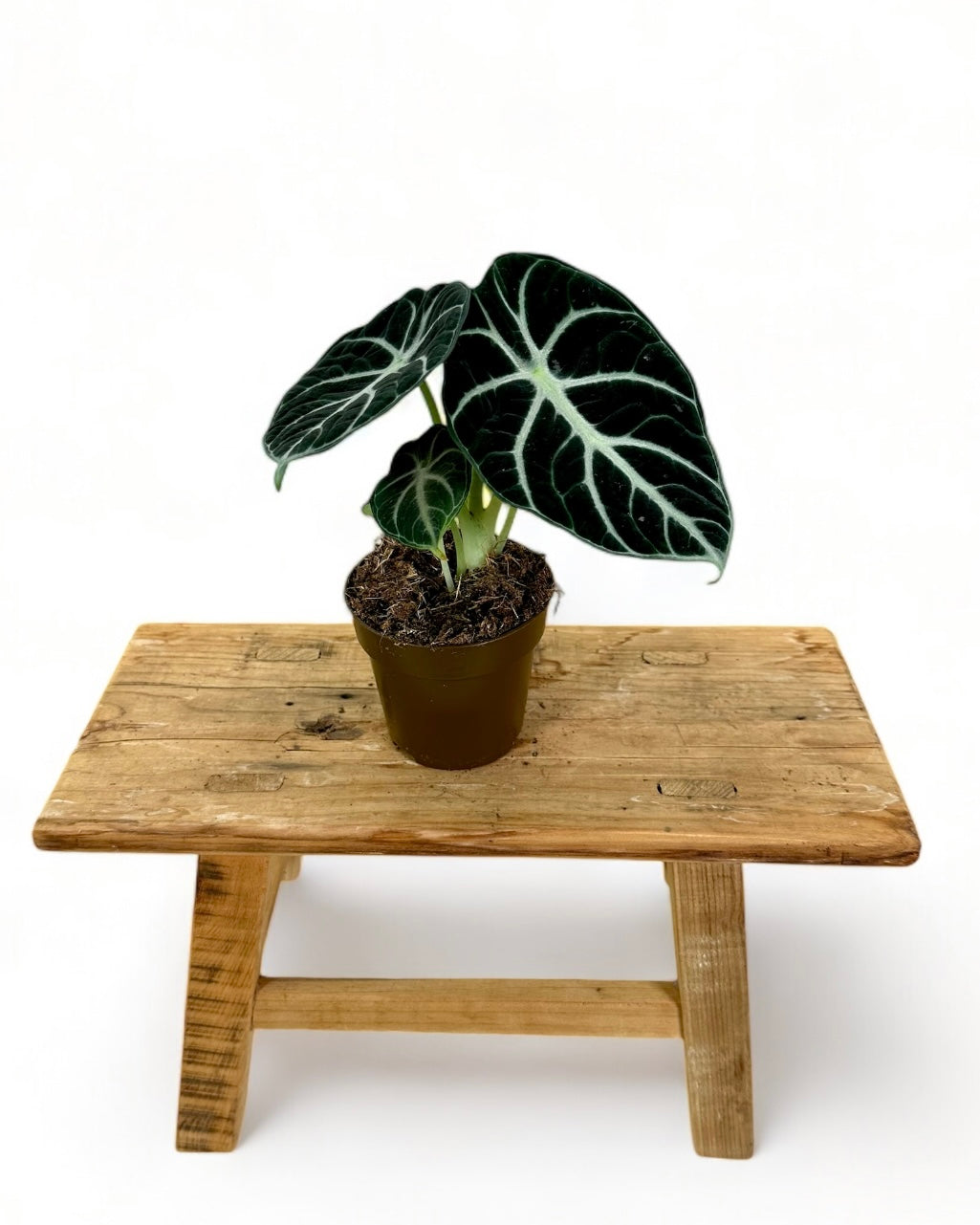 Alocasia Ninja