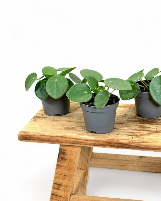 Pilea Peperomioides - Baby plant