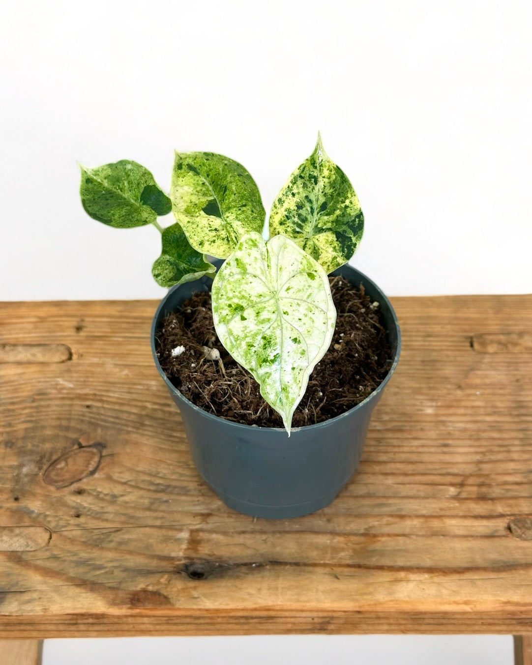 Alocasia Dragon Scale variegata